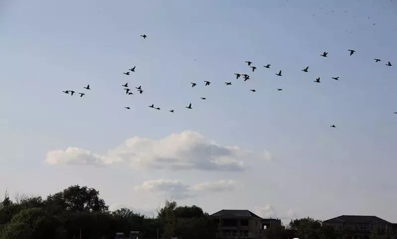 自由飞翔的天空图片 dc821f193b1d468b98f9ea733590c67b.jpeg