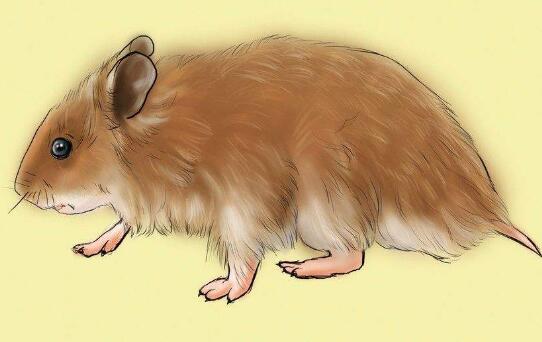 鼠又什么成语_成语故事简笔画(4)