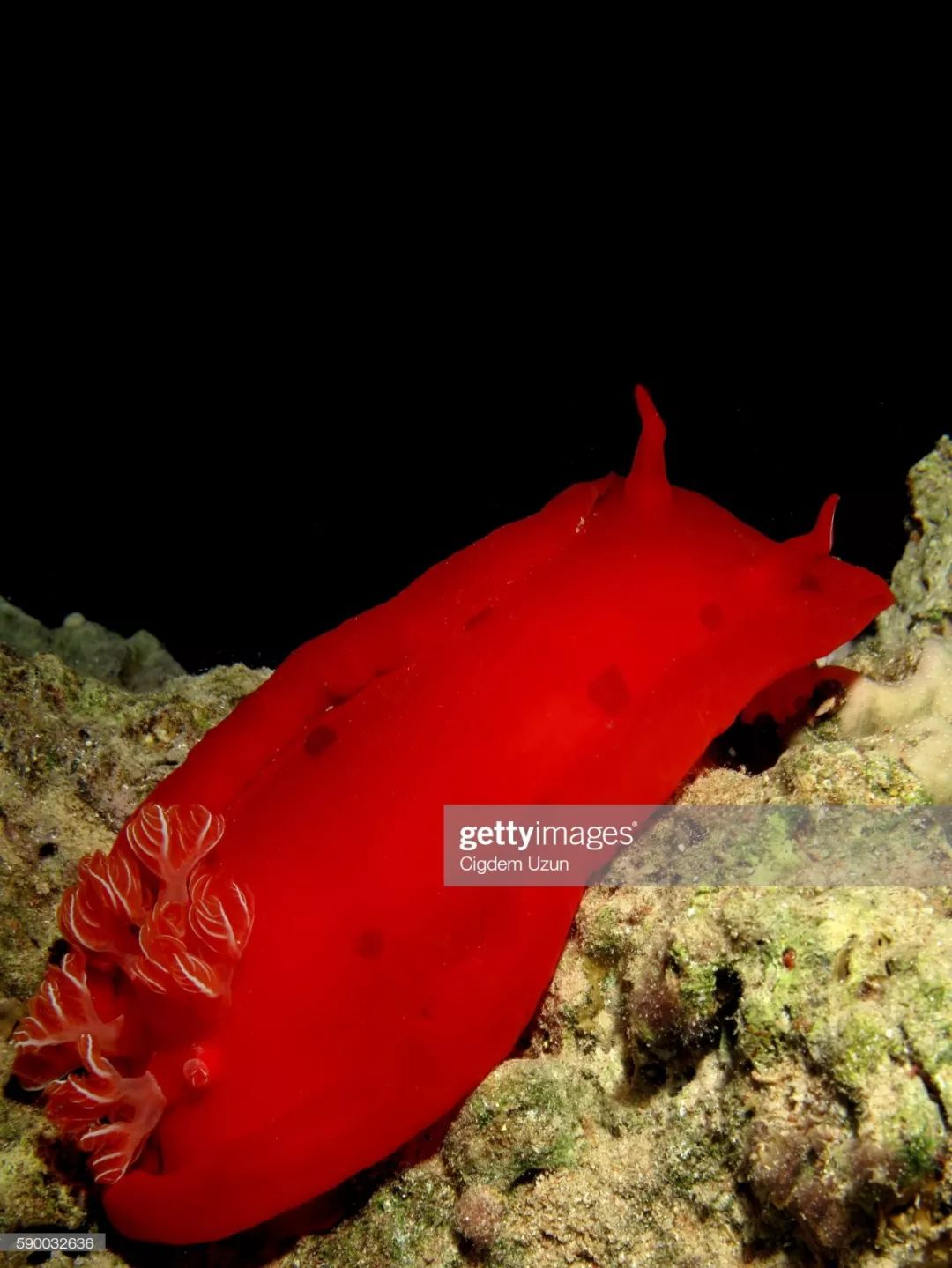 西班牙舞娘,中文正名为血红六鳃海牛(hexabranchus sanguineus.