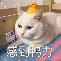 f34e68ceb3ea4d508a423377dc15f954.JPG