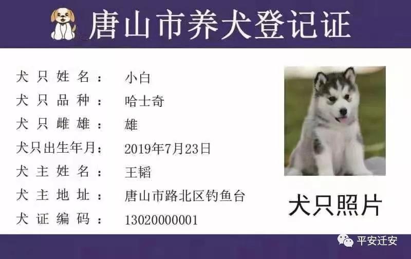 迁安养犬市民注意啦养犬有新规最新养犬许可证犬牌办理流程全知道