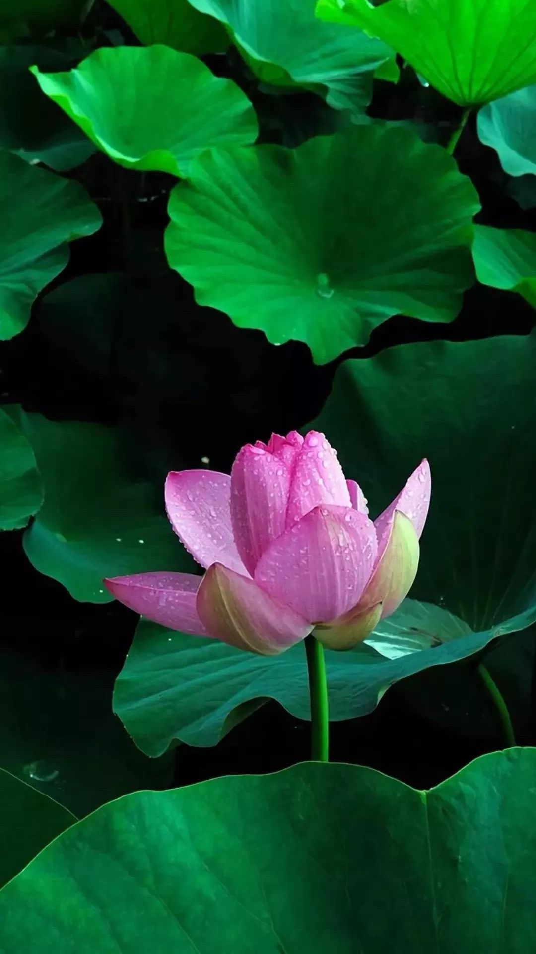 高清唯美4K手机壁纸原图