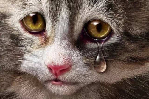 【奇妙の猫咪物语】猫咪突然流眼泪不活泼,猫咪流泪还没精神