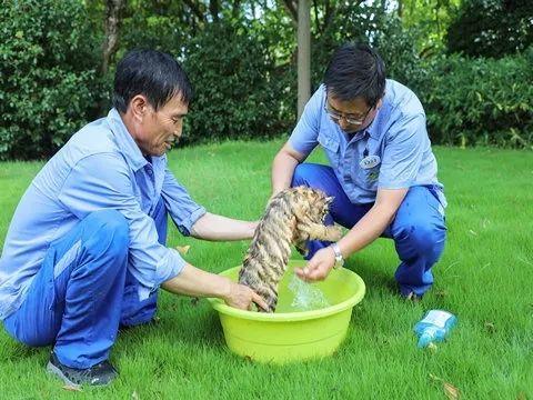 表情亮了!快来围观“小脑斧”洗澡,虎宝宝开始拒绝后来真香