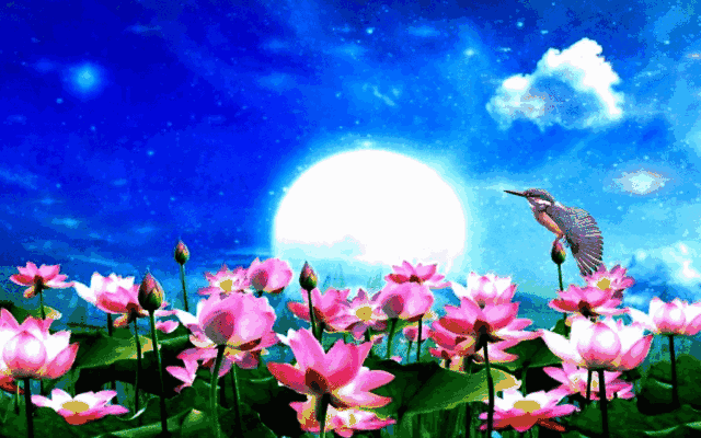 音画诗赏荷花赋太美了