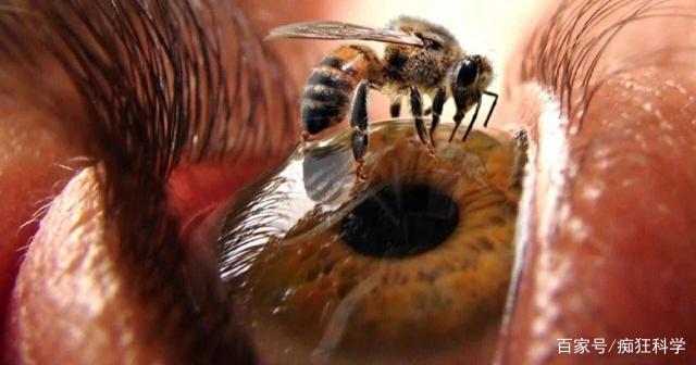 蜜蜂视角是什么样子的 1fe5f1afdf264dc185bbc2251054d071.jpeg