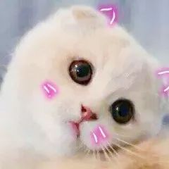 夏天穿的衣服图案是小猫 2278b6dbf81e42d0a59a2c806ba10ef3.jpeg
