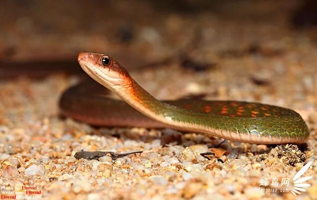 蛇是怎么行走的 23179467030948e4b84d4f861aa3fc98.jpeg