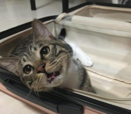 坏坏的猫咪:猫在行李箱撒尿,行李箱被猫尿了 坏坏的猫咪:猫在行李箱撒尿,行李箱被猫尿了