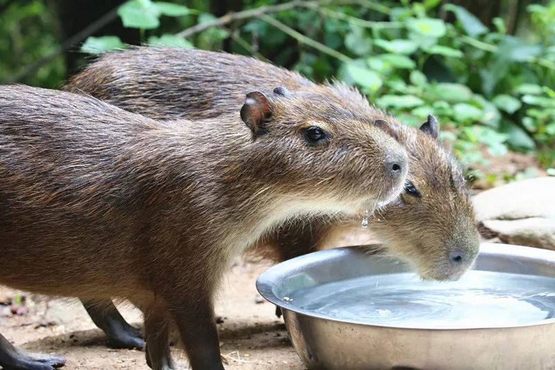 水豚宝宝 夏日绝美写真