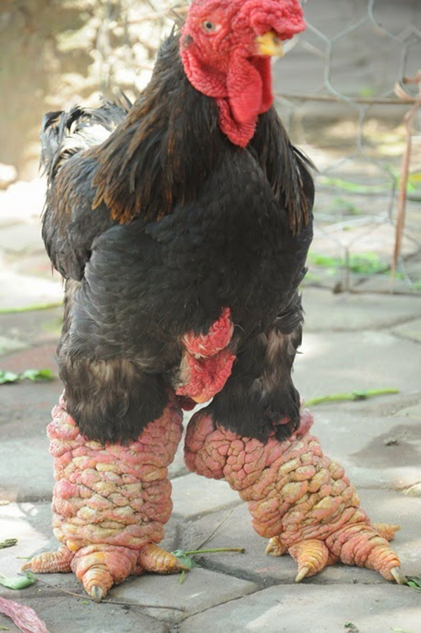 越南的大腿鸡,腿有碗口粗,在市场上卖出了天价