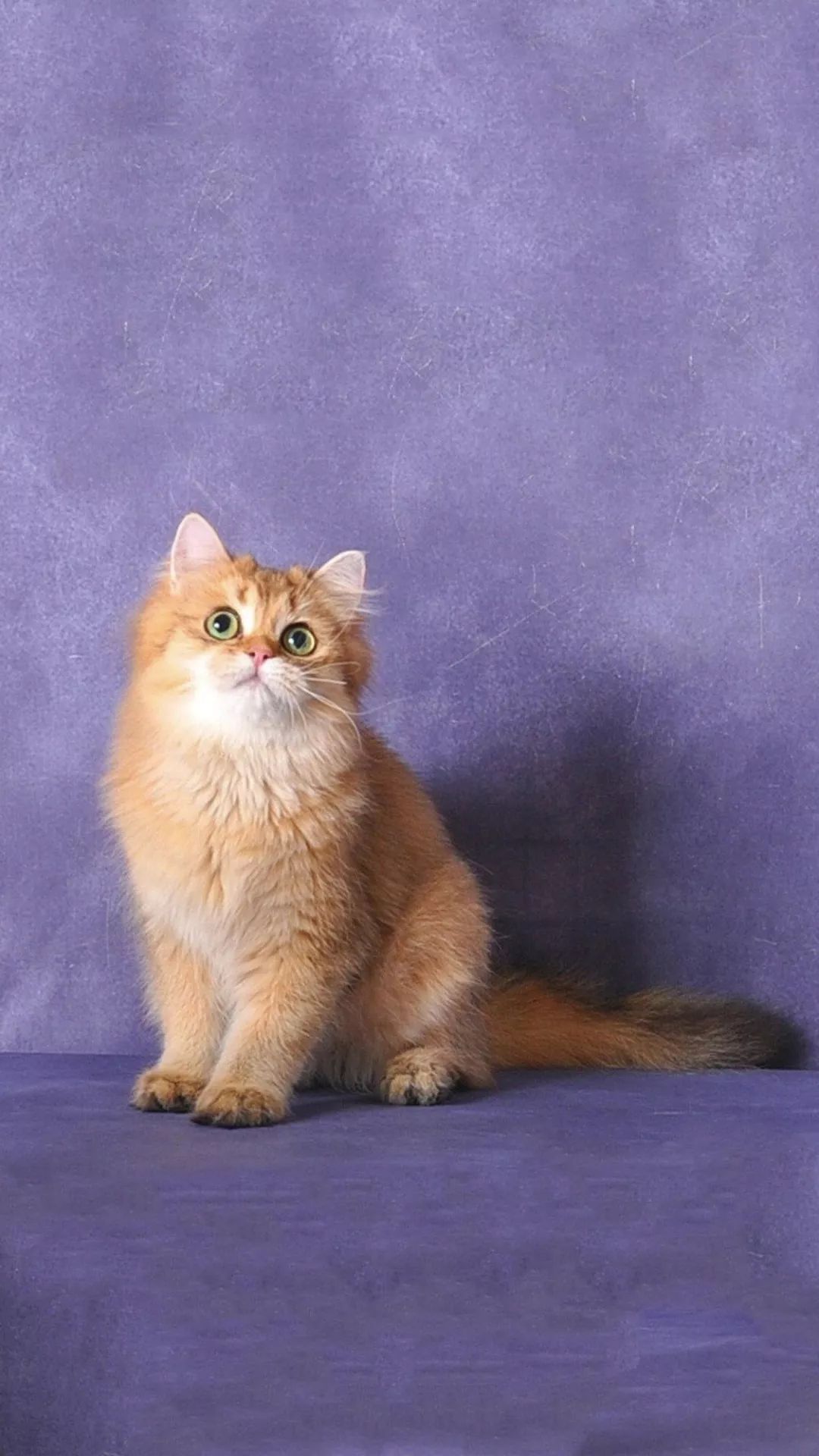 高清唯美4K手机壁纸原图