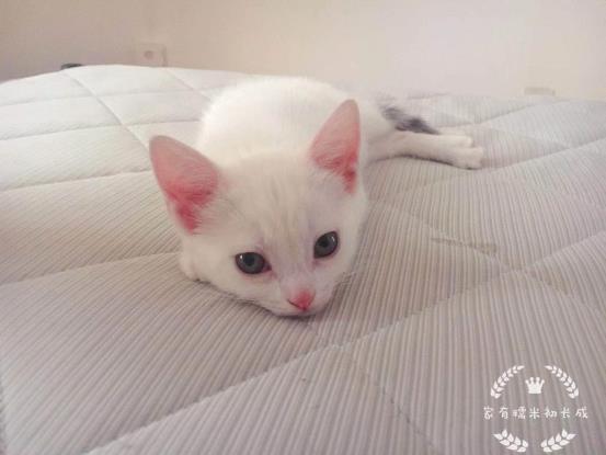 猫咪为什么要做体外驱虫?体外驱虫药品又该如