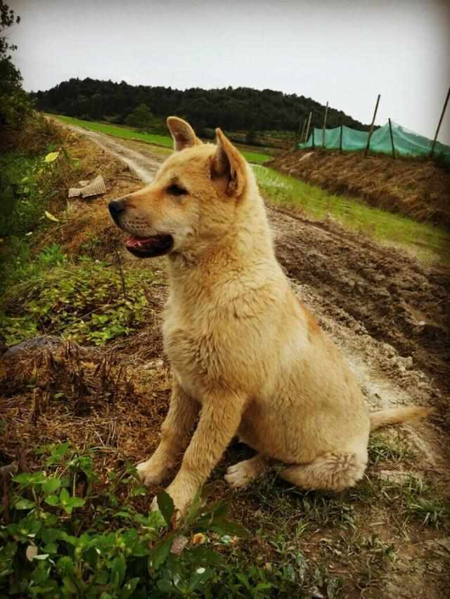 成语什么埋土狗_小土狗
