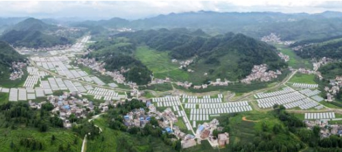 七星关区小吉场镇大球盖菇种植忙