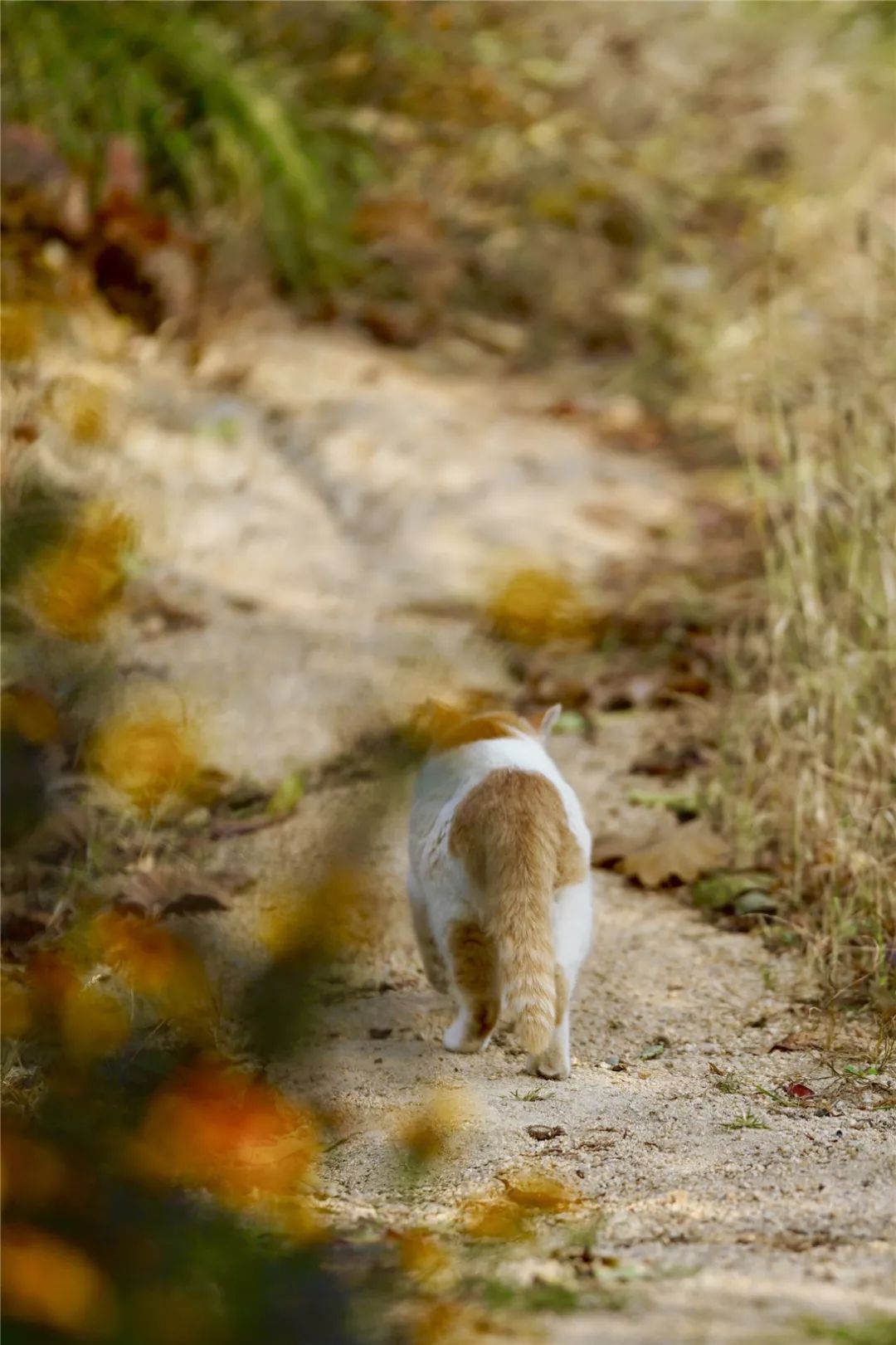 猫:家走 睡觉背影走出了老虎的感觉↖了解房型及预订请点击下图云峰山