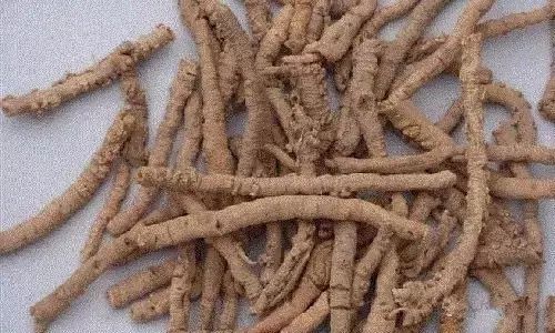 ? 三味中药泡茶喝,舒筋活络效果好,方法超简单! 金百利真人娱乐游戏