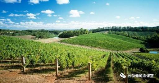 并非只有西拉子--澳大利亚主要单酿葡萄酒特点