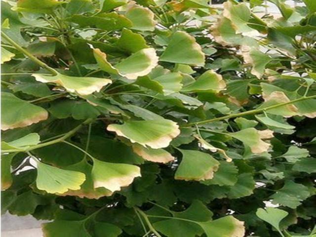 夏季银杏得了黄化病这样治才行