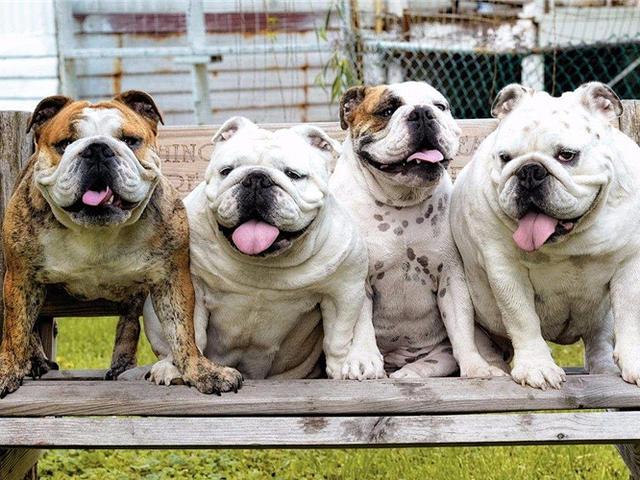 狗狗经常学狼叫?铲屎官不必担心,只是天性使然