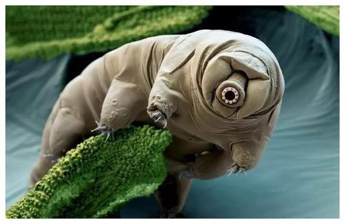 水熊虫意外登月生命力强大会变异还是引起星球大战