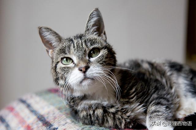 宠物医生是如何判断猫咪年龄的?原来是看这几