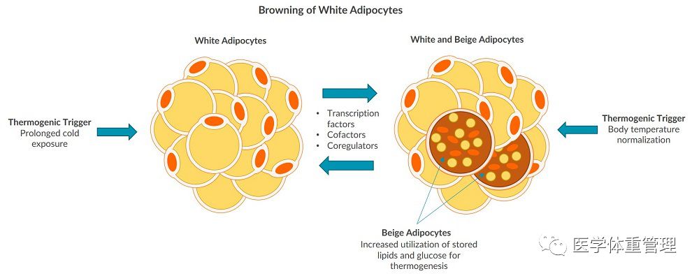 (白色脂肪棕色化的示意图,图源:https://www.alpco.