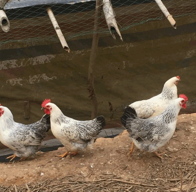 听说这人家店的鸡叫