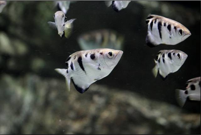 射水鱼，会跳高的“远程炮手”