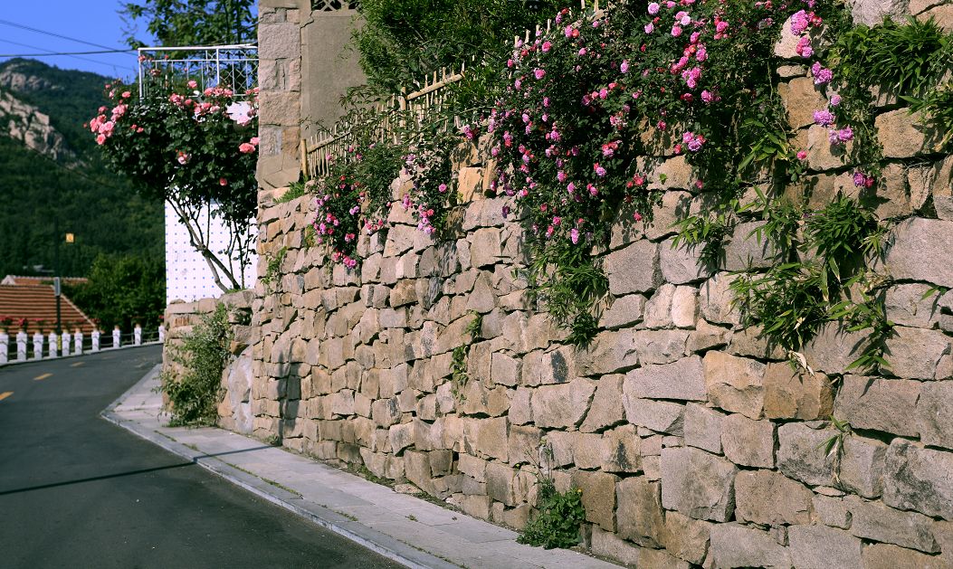 山东农科频道《乡村季风》栏目走进百年花村