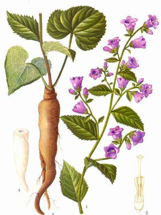 沙参什么科 8940b1e6f90341908bb6366a3524392f.jpeg