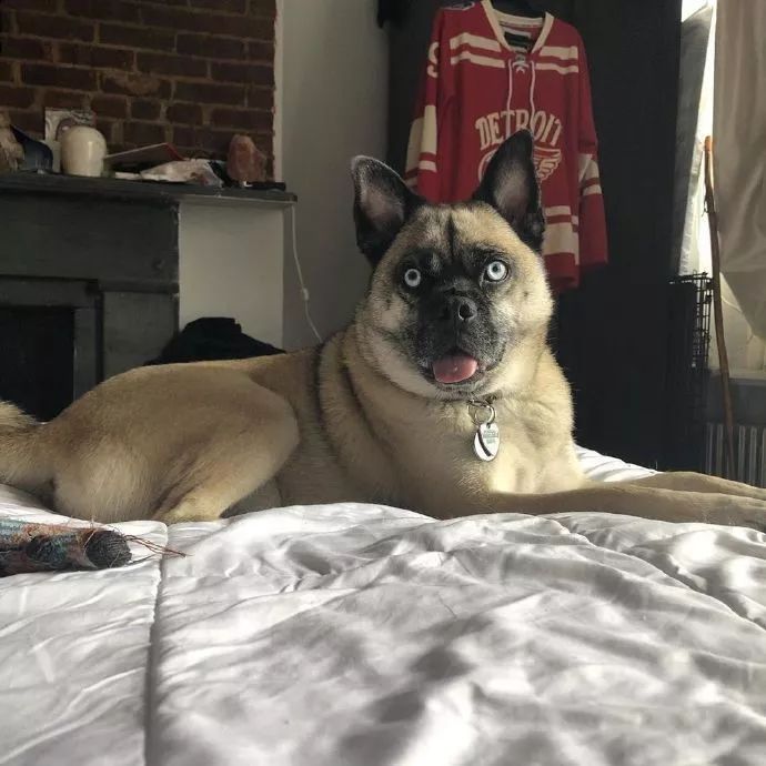 拉布拉多蓝眼睛好不好