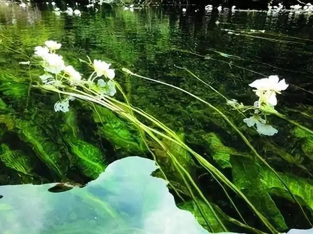永福县百寿镇经济总量_桂林永福县百寿镇村委(3)