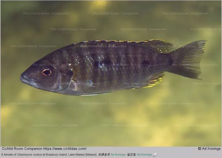 auratus异色黑凤凰melanochromis heterochromis黑鳍黑凤凰melano