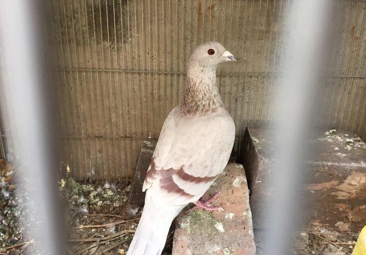 梦见鸽子说话好不好，梦境中的和平使者与神秘预兆