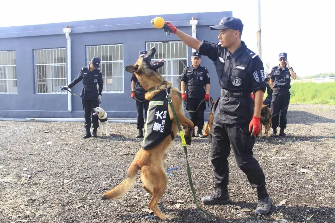 走进东营市公安局首支警犬中队!(附演练视频