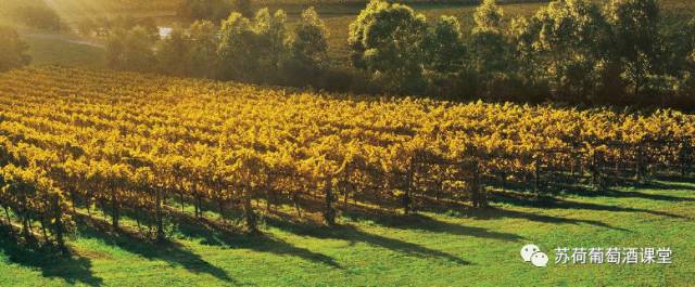 并非只有西拉子--澳大利亚主要单酿葡萄酒特点