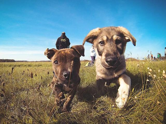 狗狗经常学狼叫?铲屎官不必担心,只是天性使然