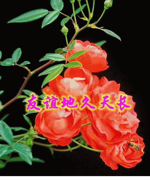 九祝你夕阳灿烂生活妙;八祝你充满活力不显老;七祝