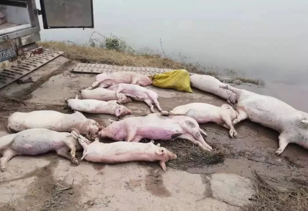 安乡这条河上漂浮290多头死猪,都是从这个地方漂来的.