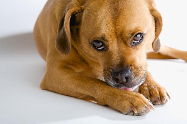 狗狗总是拼命啃自己爪子 可能是感到焦虑 还有可能是患病了 主人