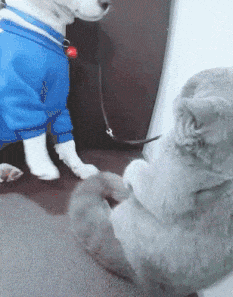 搞笑gif趣图:妹子这是啥表情?哥们你吃大蒜了?