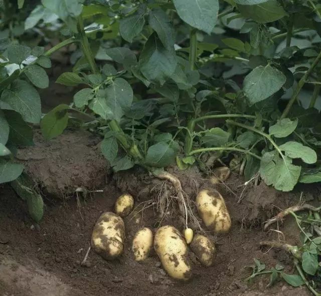 马铃薯生长发育阶段科普及管理注意事项