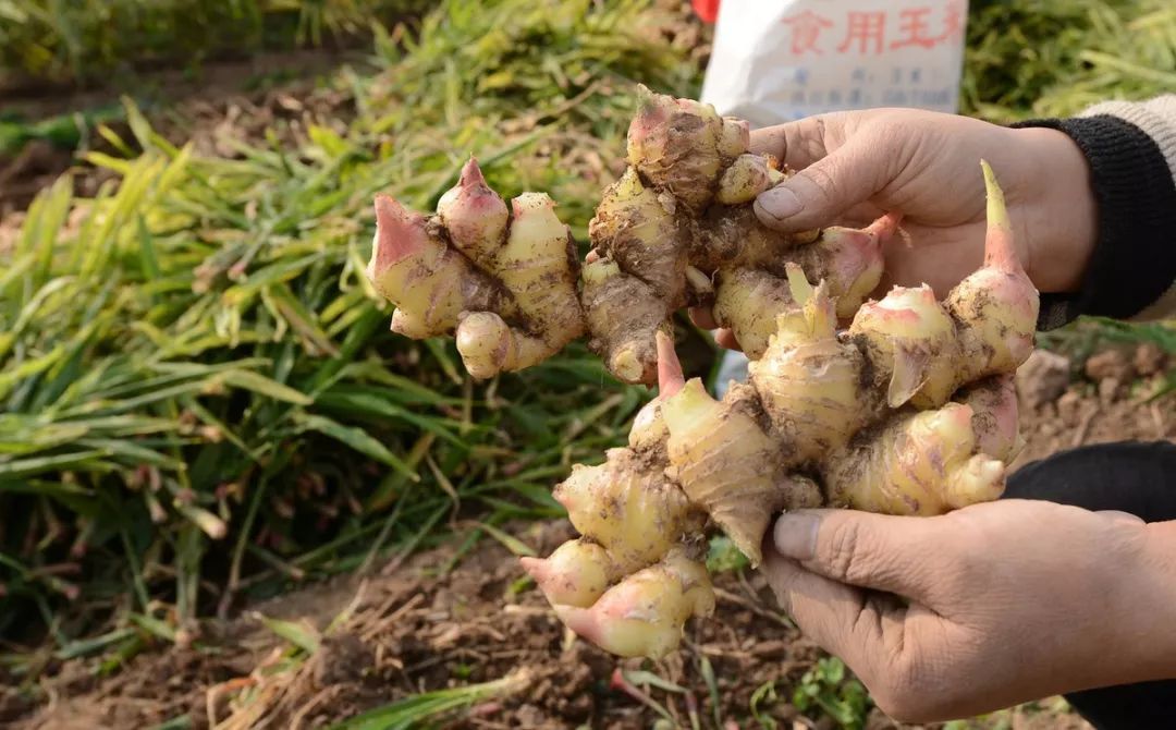 明年农村种植这作物 种一亩赚3万元 行情不好也能赚4000元 生姜