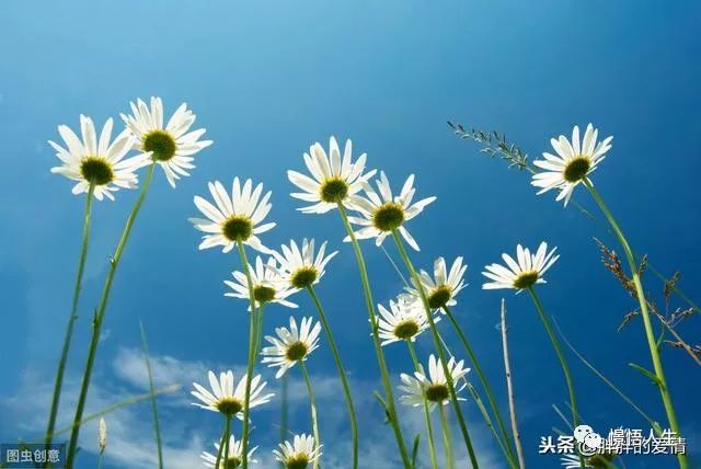 水,越淡越清澈;人,越淡越快乐;淡然使人简单,简单使人