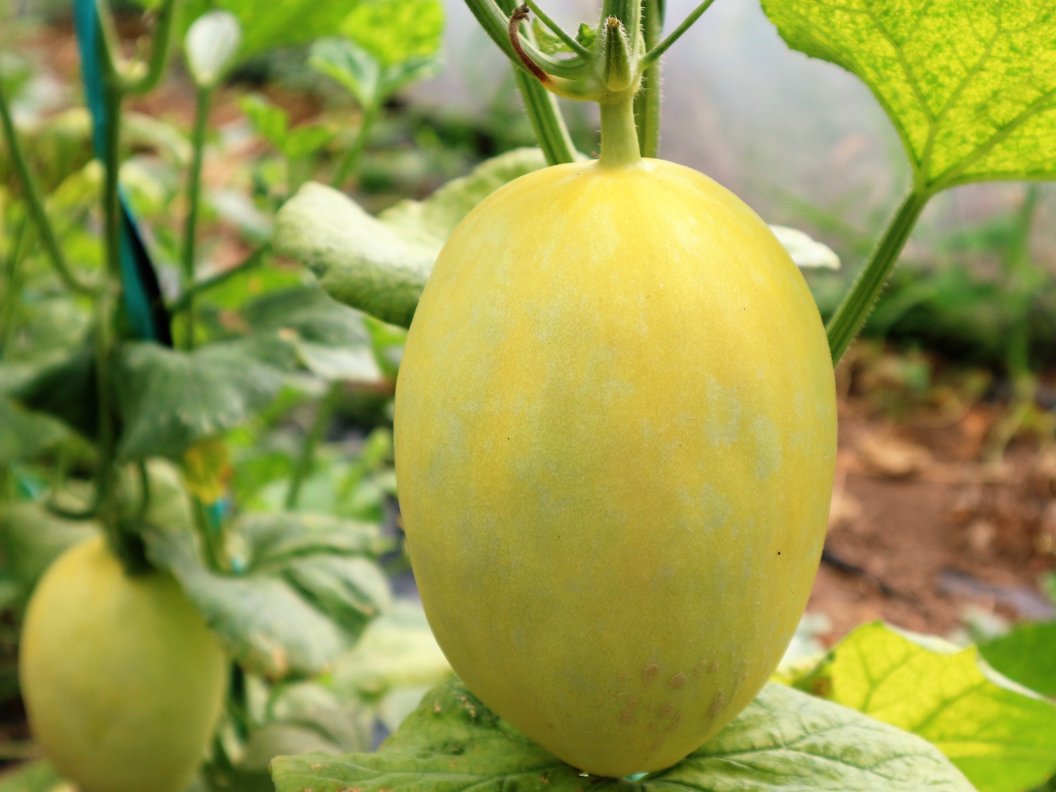 农民种植一种香瓜，口感清脆香甜，5亩收入10万元，秘诀在哪里？_大哥