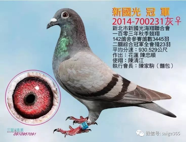 图集台湾冠军鸽欣赏海翔中的冠军
