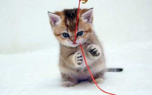 【养猫小经验】猫吃鸡胸肉拉的大便很少