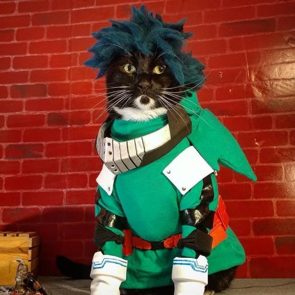 猫咪也玩cosplay超级萌的猫咪coser扮演各种角色让人心都化了