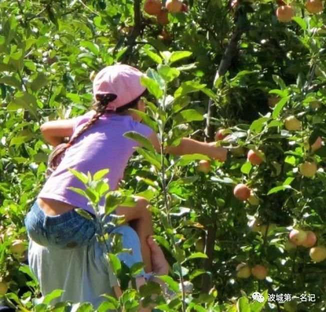 麻州300家采摘农场 夏秋好去处